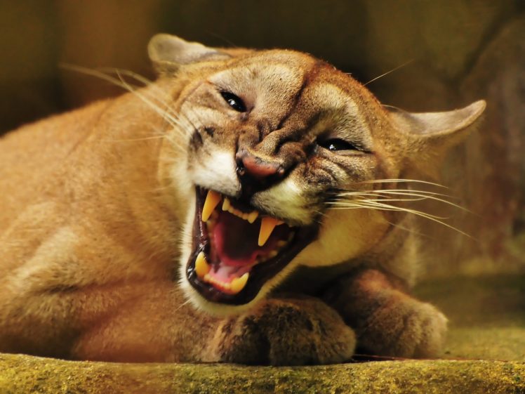 animals, Puma, Mountain, Lions HD Wallpaper Desktop Background