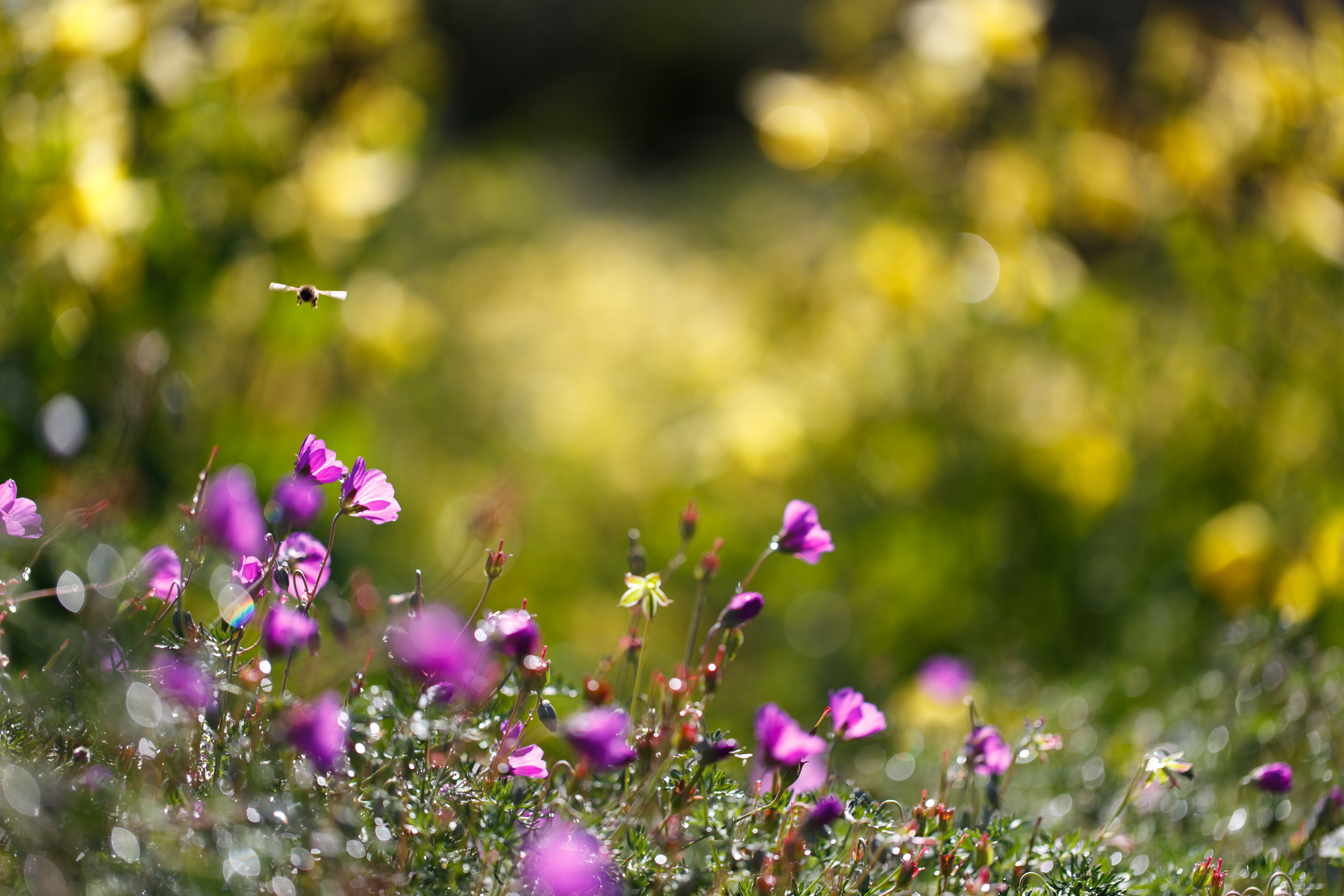 bumble, Bee, Summer, Grass, Nature Wallpaper