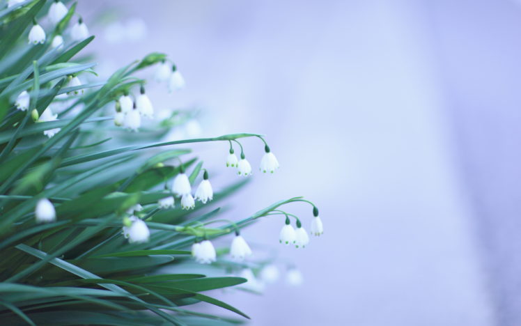 flowers, Snowdrops, White, Green HD Wallpaper Desktop Background