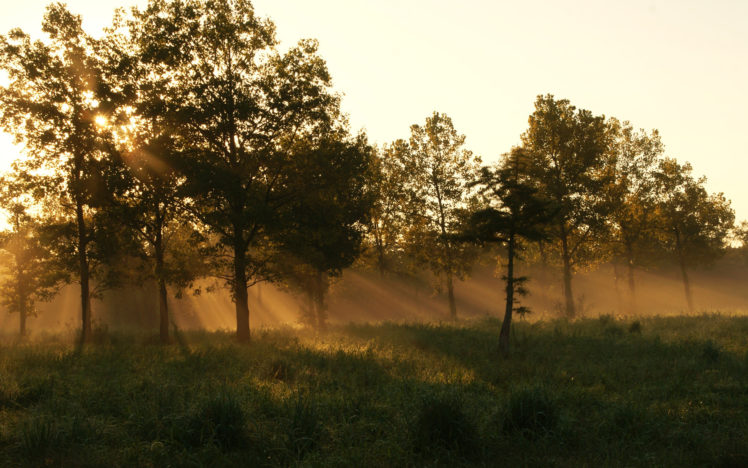 forest, Morning, Summer, Grass, Mist HD Wallpaper Desktop Background