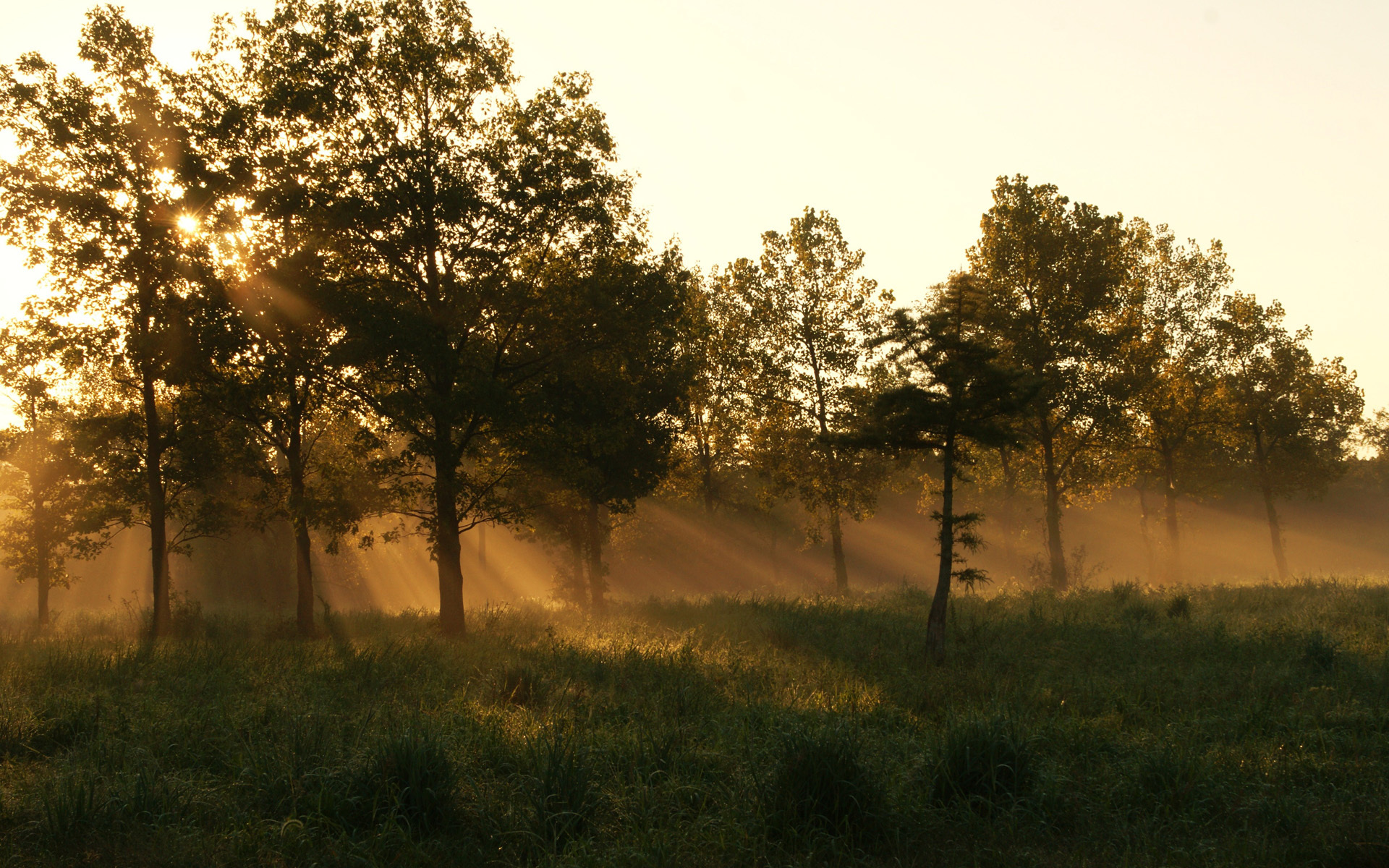 forest, Morning, Summer, Grass, Mist Wallpaper