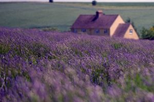 nature, England, House, Field, Lavender, Sky, Clouds