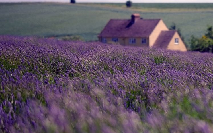 nature, England, House, Field, Lavender, Sky, Clouds HD Wallpaper Desktop Background