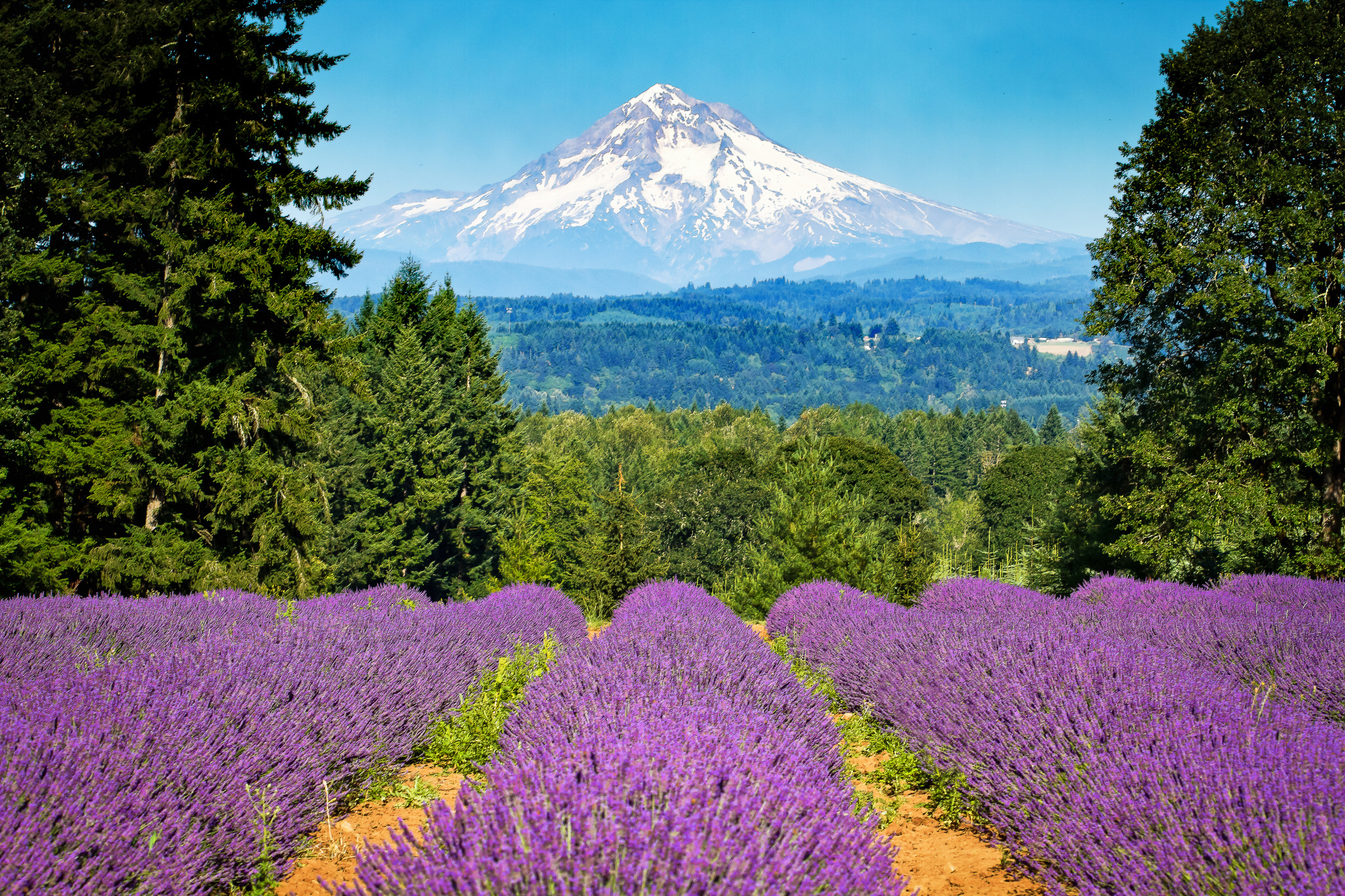 oregon, Mount, Lavender, Trees, Field, Landscape Wallpaper