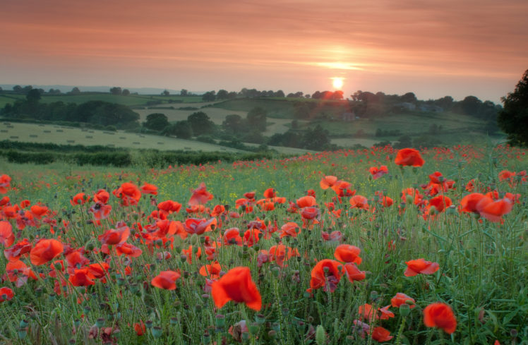 poppies, Red, Flowers, Grass, Trees, Field, Evening, Sunset, Sun, Orange, Sky, Bokeh HD Wallpaper Desktop Background