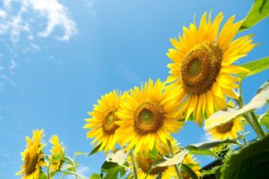 sunflowers, Sky, Summer