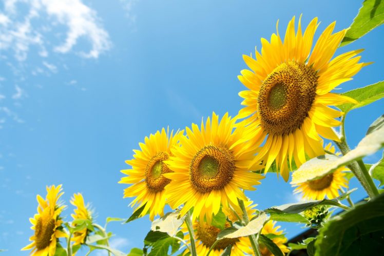 sunflowers, Sky, Summer HD Wallpaper Desktop Background