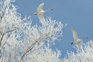 winter, Swans, Nature