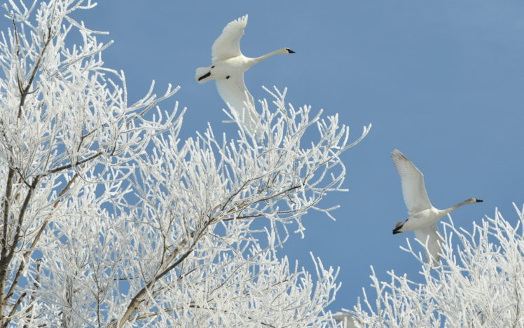 winter, Swans, Nature HD Wallpaper Desktop Background