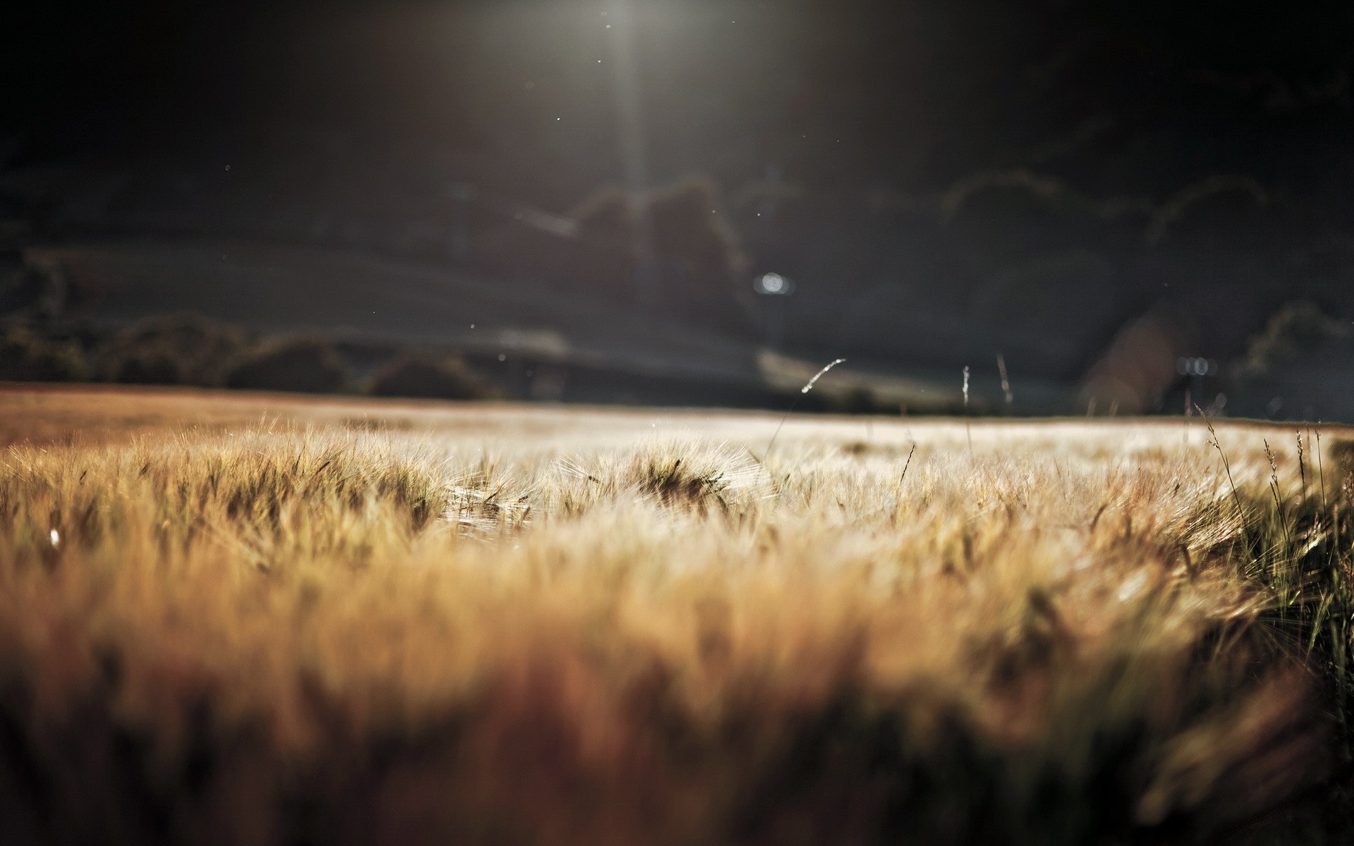 field, Macro, Sunlight Wallpaper