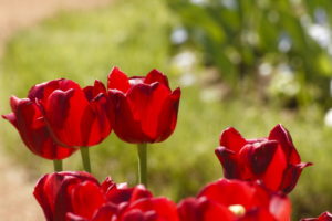 plant, Tulips, Flowers, Red, Macro, Summer, Nature