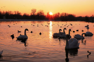 swans, World