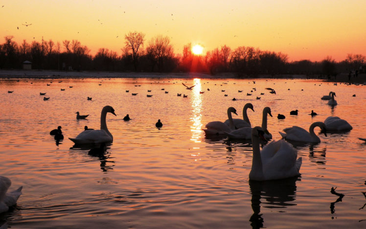 swans, World HD Wallpaper Desktop Background
