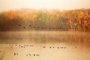 nature, Fall, Pond, Lake, Trees, Duck, Mood, Autumn