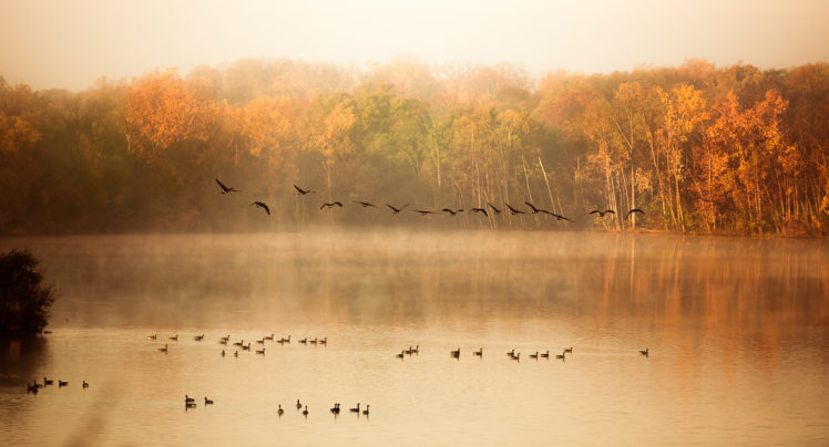nature, Fall, Pond, Lake, Trees, Duck, Mood, Autumn HD Wallpaper Desktop Background