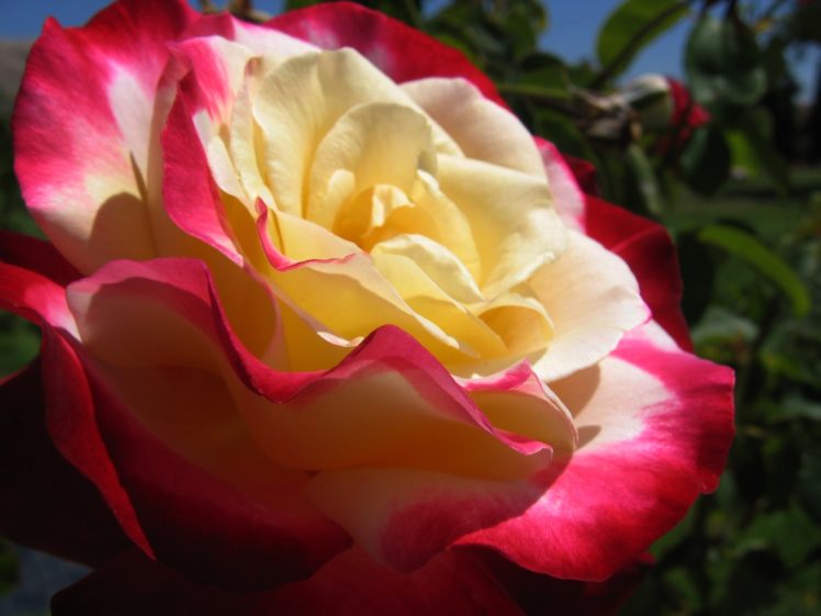 rose, Flower, Petals, Color, Summer, Bloom, Close up HD Wallpaper Desktop Background