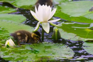 duck, Duckling, Chick, Water, Lily, Nymphea, Buds, Leaves, Bokeh