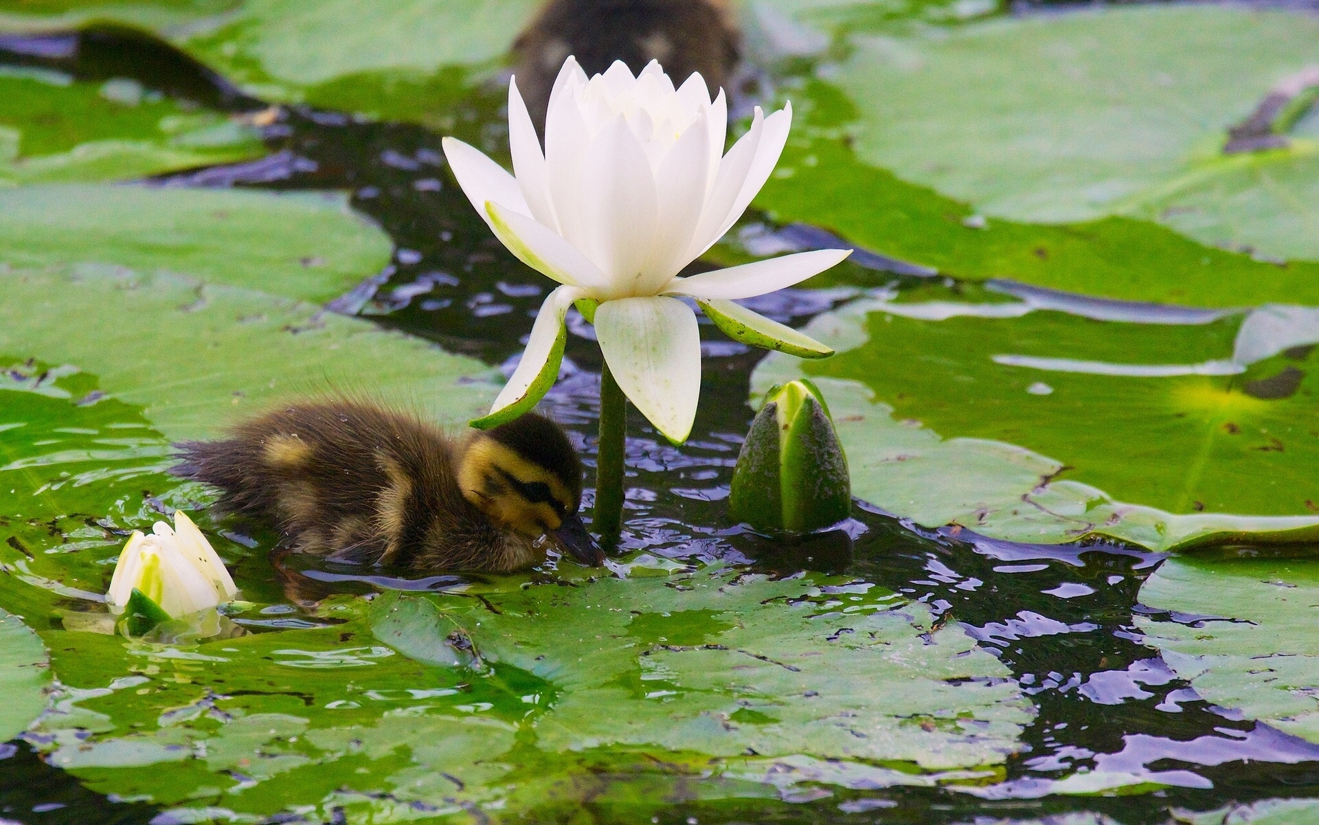 duck, Duckling, Chick, Water, Lily, Nymphea, Buds, Leaves, Bokeh Wallpaper