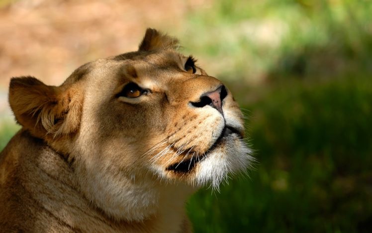 nature, Animals, Lions, Wild, Animals HD Wallpaper Desktop Background