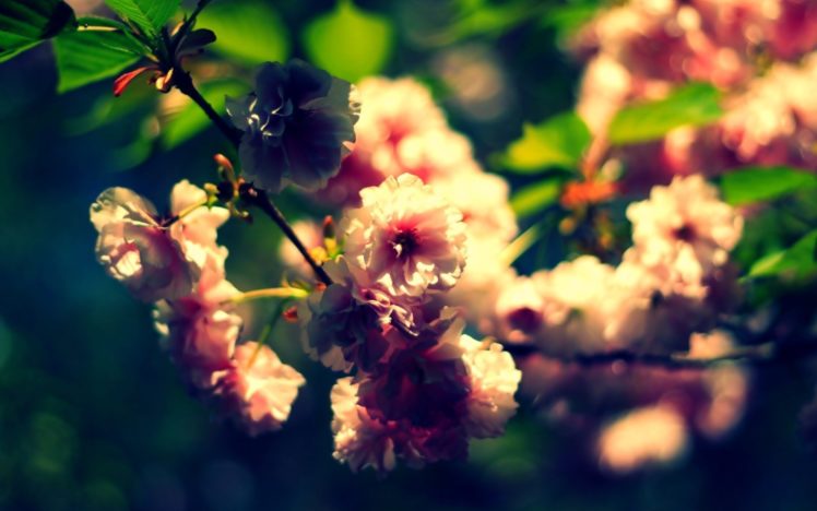 nature, Flowers, Summer, Depth, Of, Field HD Wallpaper Desktop Background