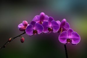 flowers, Orchids, Purple, Flowers