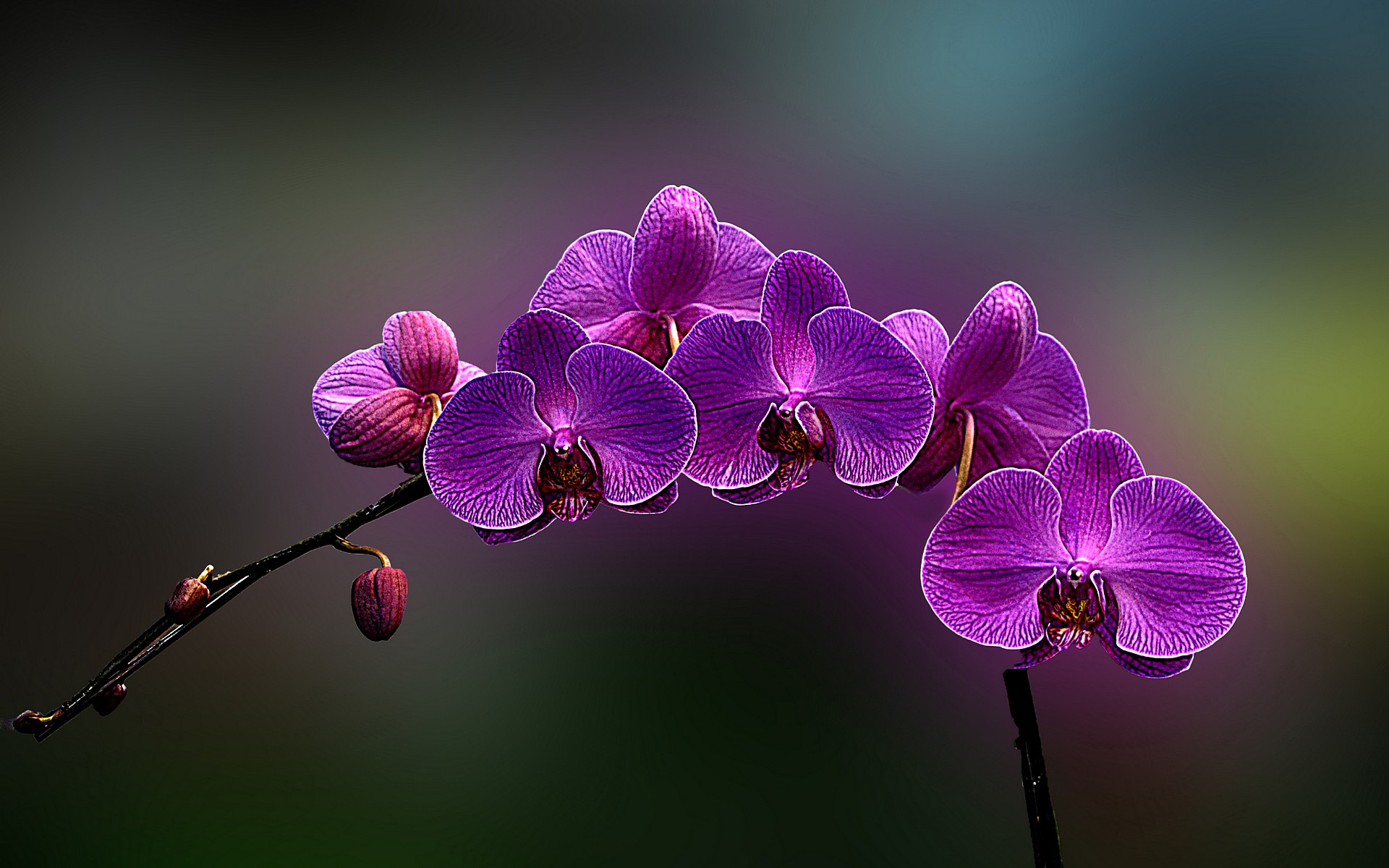 flowers, Orchids, Purple, Flowers Wallpaper