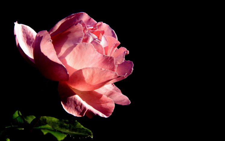 flowers, Pink, Rose HD Wallpaper Desktop Background