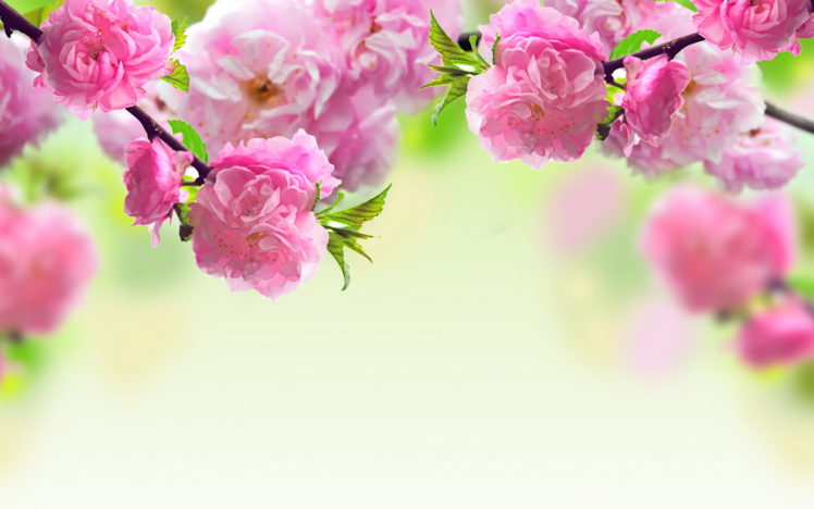 flowers, Tree, Branches, Pink HD Wallpaper Desktop Background