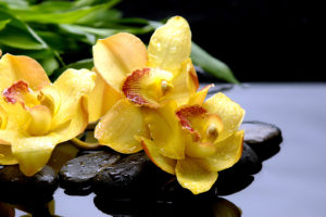 flowers, Orchid, Water, Drops, Water, Yellow