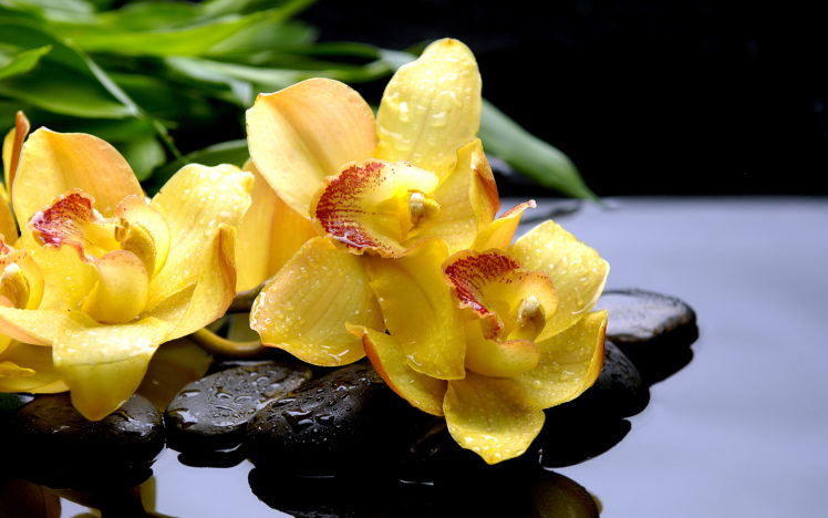 flowers, Orchid, Water, Drops, Water, Yellow HD Wallpaper Desktop Background