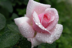 flowers, Rose, Water, Drops, Pink