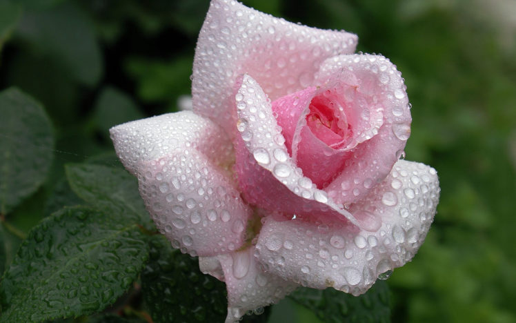 flowers, Rose, Water, Drops, Pink HD Wallpaper Desktop Background