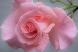 flowers, Rose, Pink