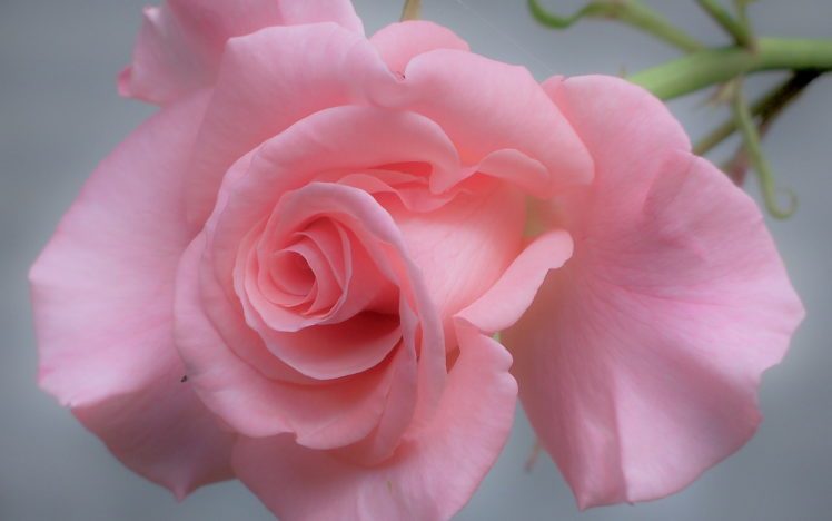 flowers, Rose, Pink HD Wallpaper Desktop Background