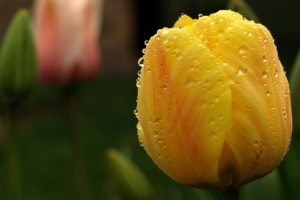 flowers, Water, Drops, Tulip, Yellow