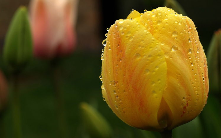 flowers, Water, Drops, Tulip, Yellow HD Wallpaper Desktop Background