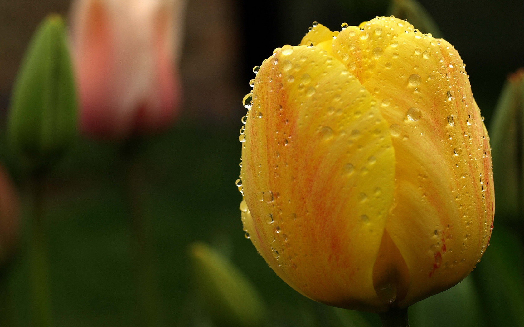 flowers, Water, Drops, Tulip, Yellow Wallpaper