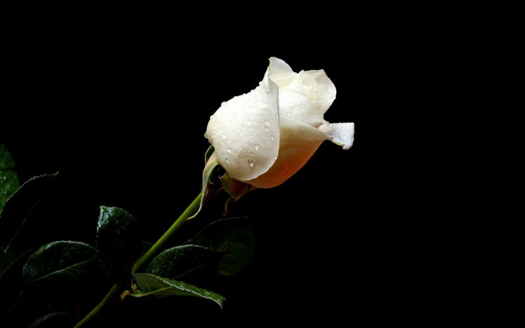 flowers, Rose, Water, Drops, White HD Wallpaper Desktop Background