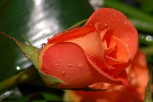 flowers, Rose, Water, Drops