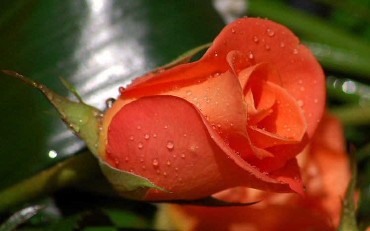 flowers, Rose, Water, Drops HD Wallpaper Desktop Background