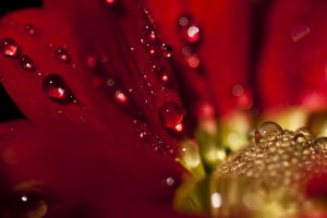 flowers, Water, Drops, Red