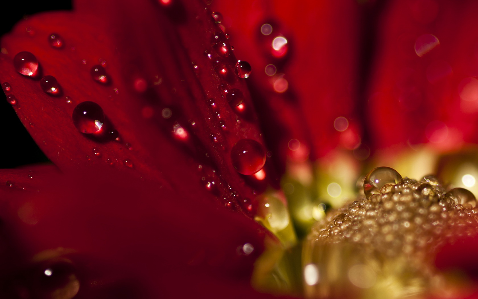 flowers, Water, Drops, Red Wallpaper