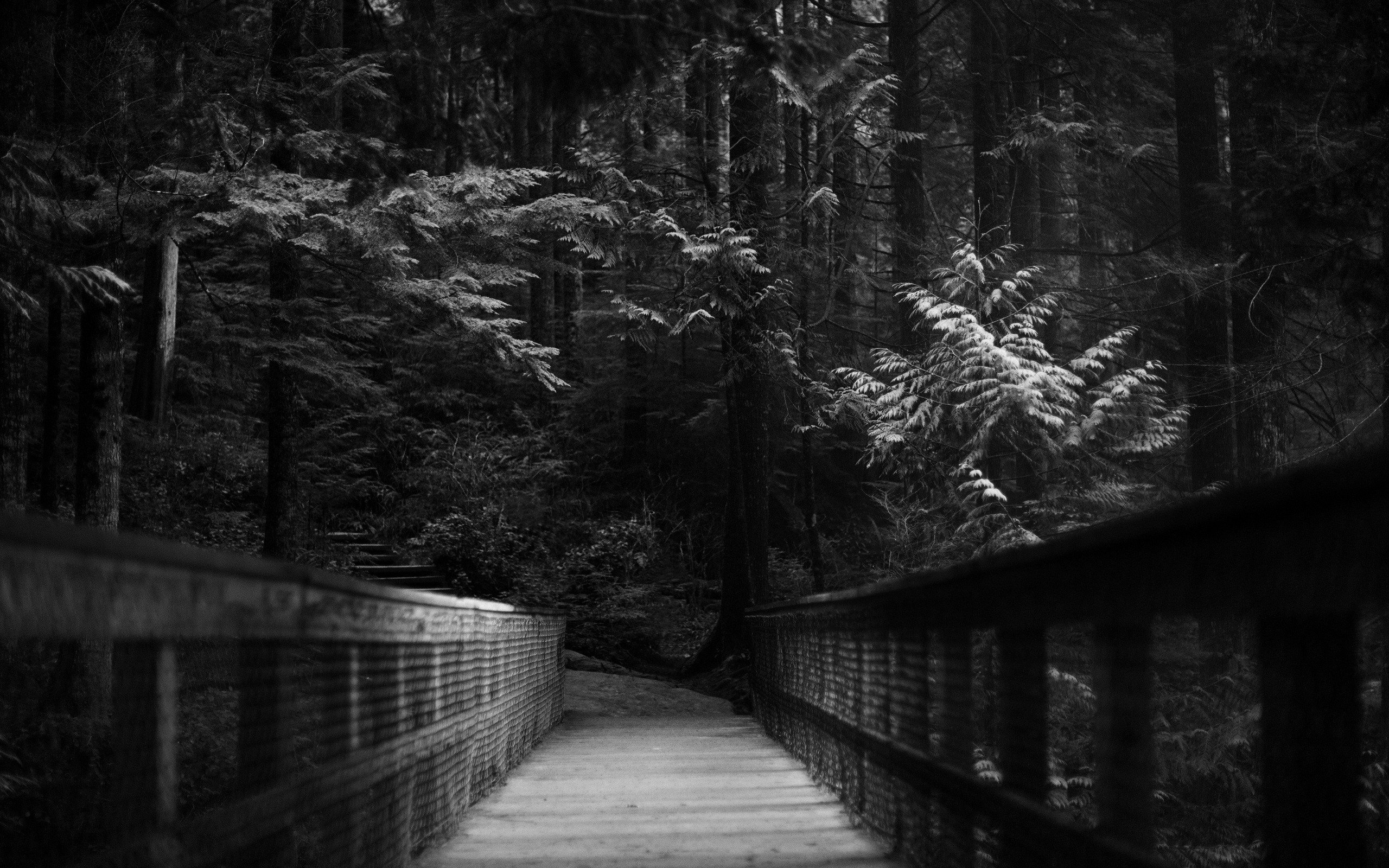trees, Dark, Forest, Path, Monochrome Wallpapers HD / Desktop and Mobile  Backgrounds