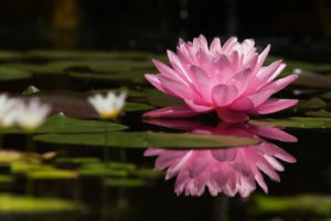 flowers, Water, Lily, Pink