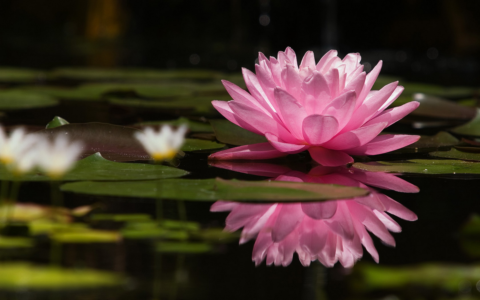 flowers, Water, Lily, Pink Wallpaper