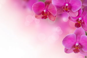 flowers, Orchid, Pink