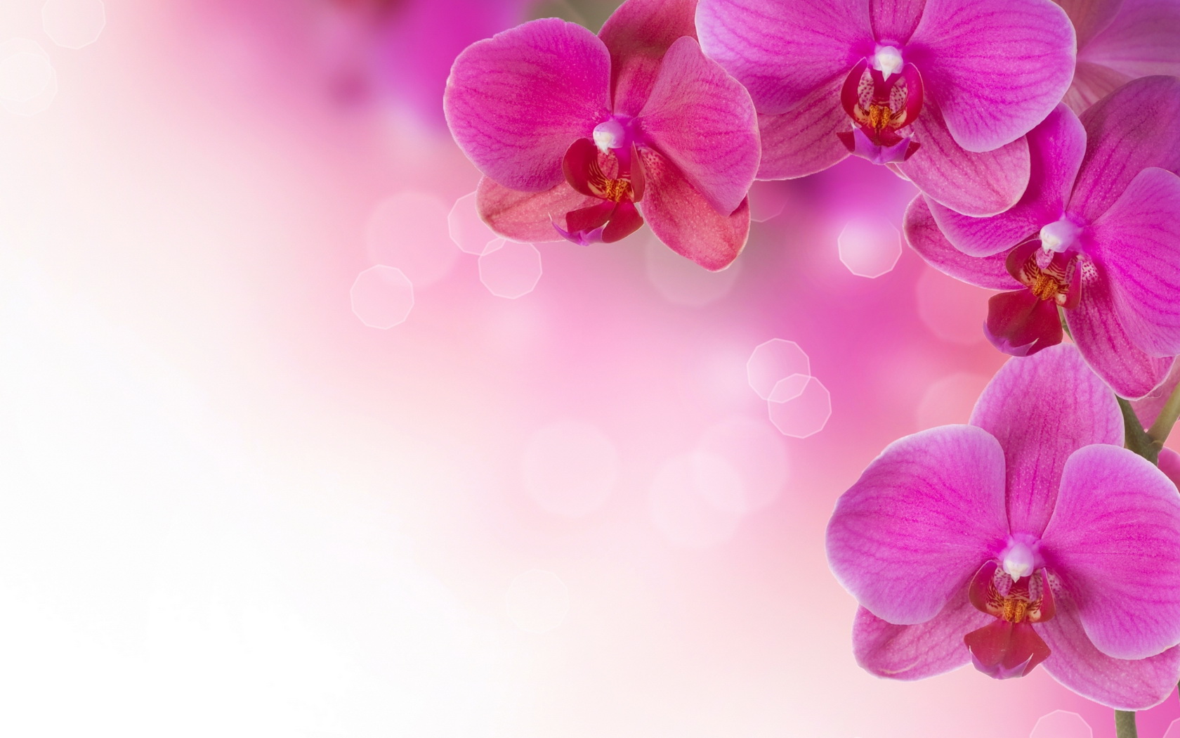 flowers, Orchid, Pink Wallpaper