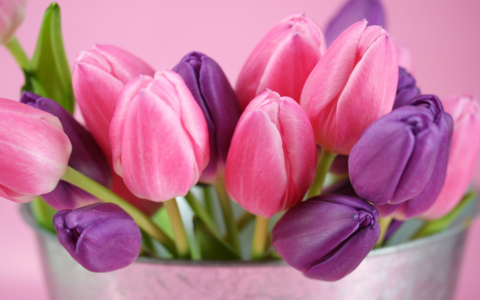 flowers, Tulips Wallpaper