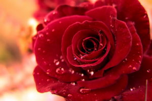 flowers, Rose, Water, Drops, Red
