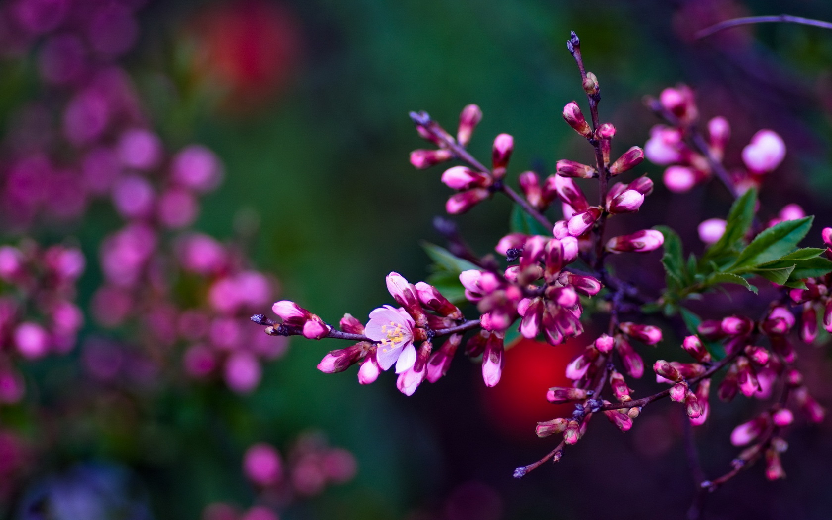 flowers, Tree, Branches Wallpaper